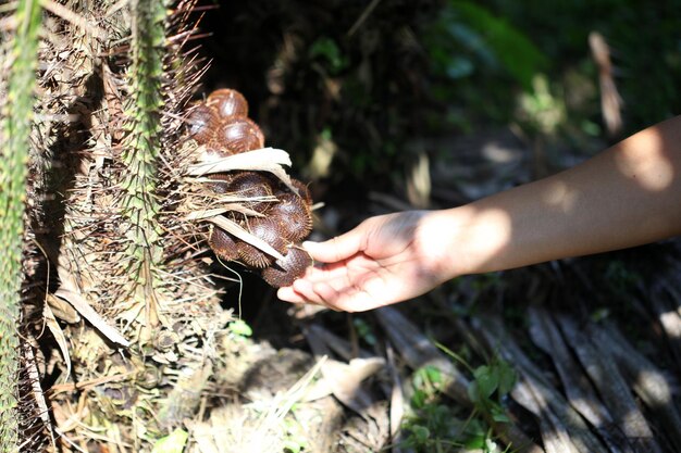 mano mujer recoge fruta corteza arbol 593556 2219
